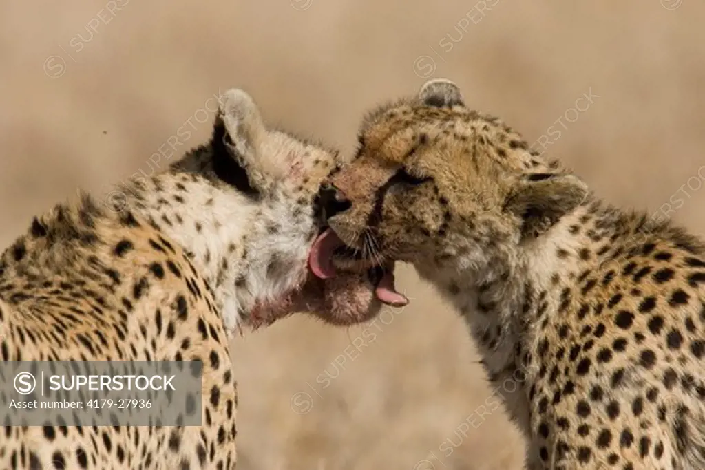 Cheetah (Acinonyx jubatus) Cheetahs grooming each other, 7/12/2004  in the Serengeti National Park, Tanzania