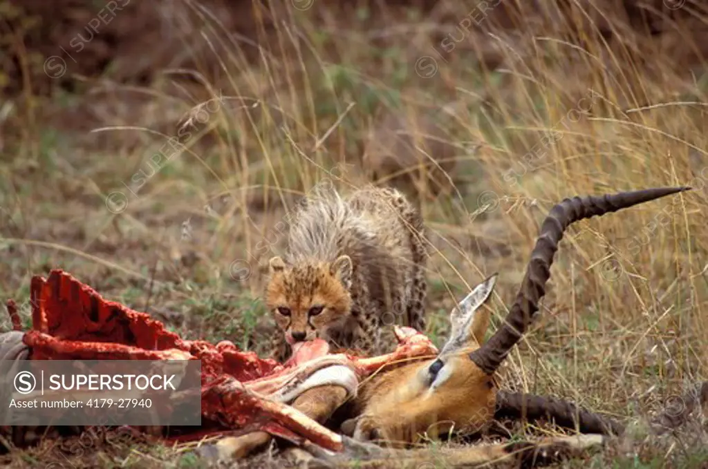 Three month old Cheetah cub feeding on the remains of a male Impala killed by its mother in Nairobi National Park, Kenya, Africa