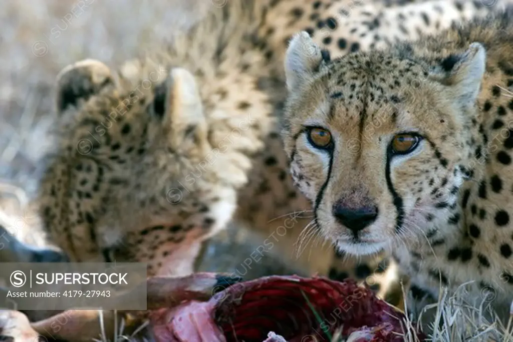 Cheetah (Acinonyx jubatus) Mala Mala Game Reserve,  South Africa