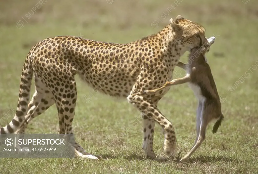 Cheetah (Acinonyx jubatus), carrying gazelle, Masai Mara G.R., Kenya