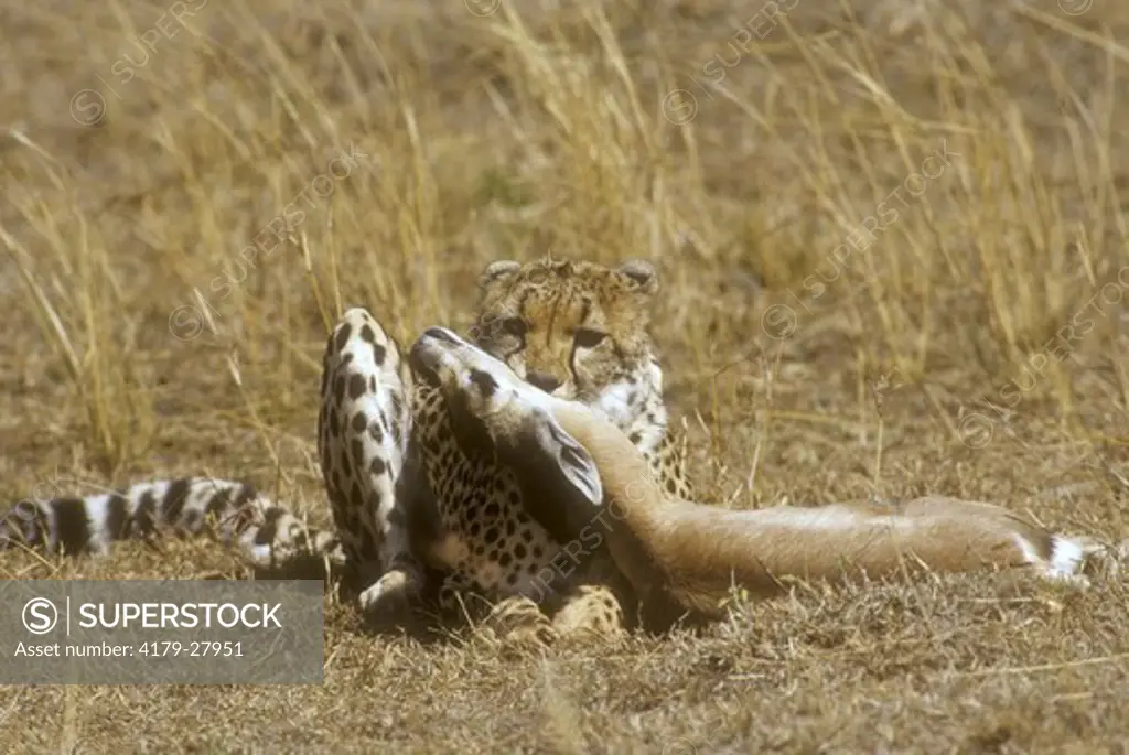 Cheetah and Thomson's Gazelle Kill (Acinonyx jubatus), Masai Mara GR, Kenya