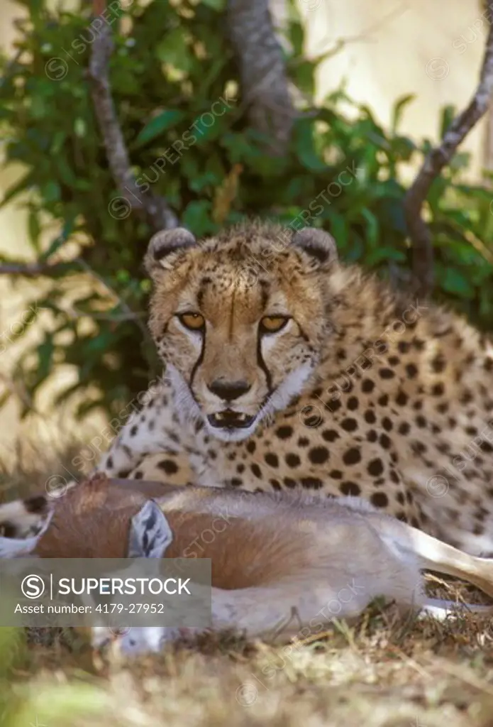 Cheetah and Gazelle Kill (Acinonyx jubatus), Masai Mara GR, Kenya