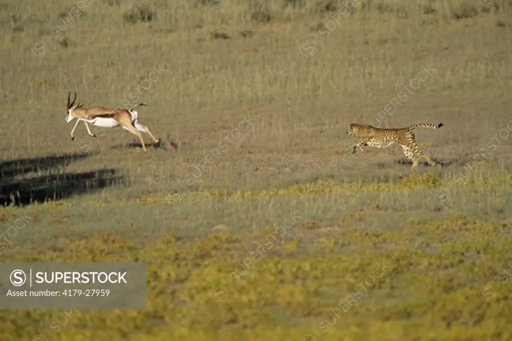 Cheetah chasing Springbok (Acinonyx jubatus) Kalahari Gemsbok - S. Africa