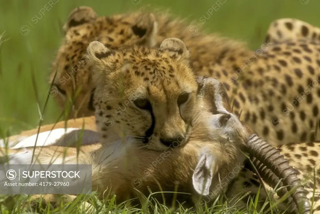 Cheetah (Acinonyx jubatus) suffocating Thomson Gazelle Mara - Kenya
