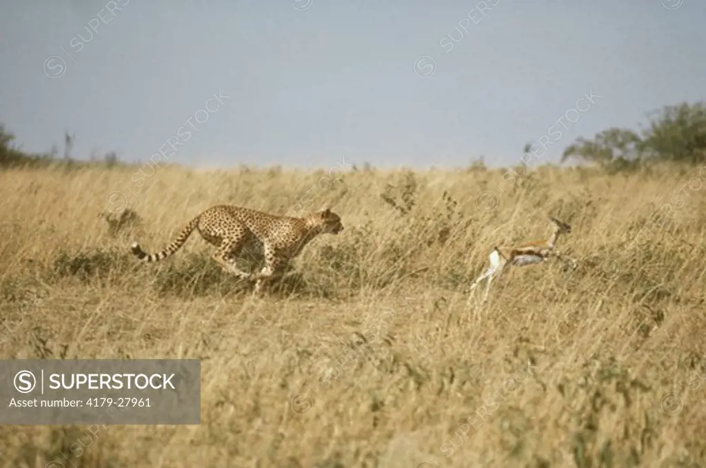 Cheetah (Acinonyx jubatus) pursuing Thomson's Gazelle Mara, Kenya