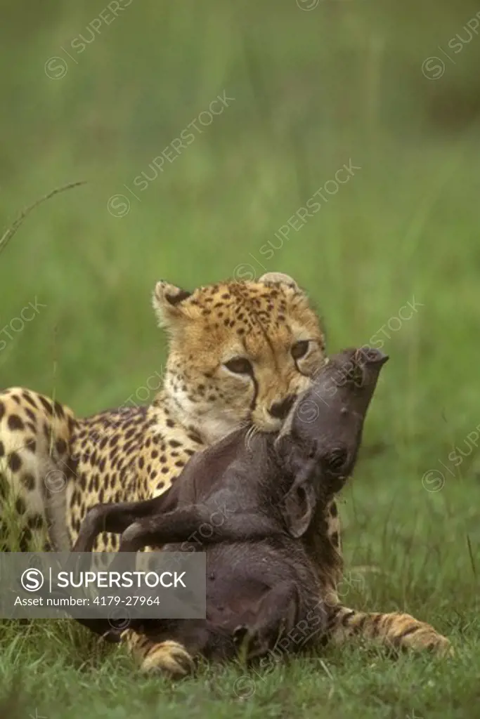 Cheetah Suffocating Warthog (Acinonyx jubatus) Mara, Kenya