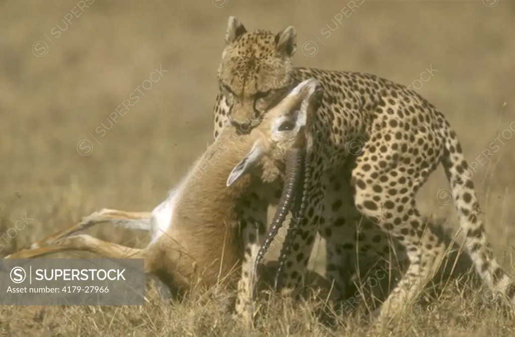 Cheetah (Acinonyx jubatus) carrying Gazelle kill, Maasai Mara, Kenya