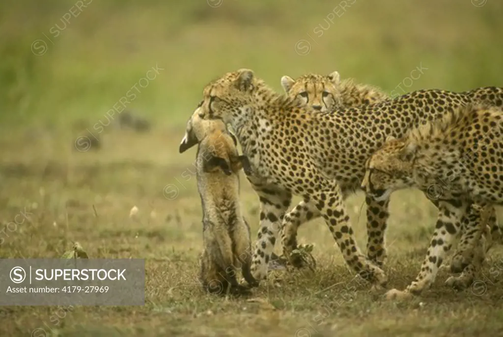 Cheetahs carrying prey of Bat-eared Fox (Acinonyx jubatus), Maasai Mara, Kenya