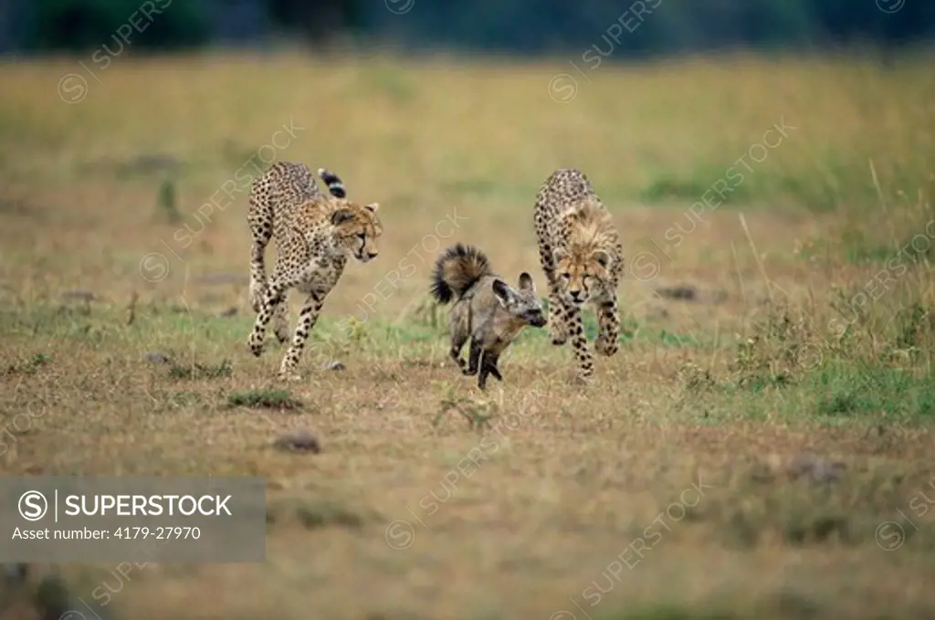 Two Cheetahs (Acinonyx jubatus) chasing Bat eared fox (Otocyon megalotis), Maasai Mara National Reserve, Kenya