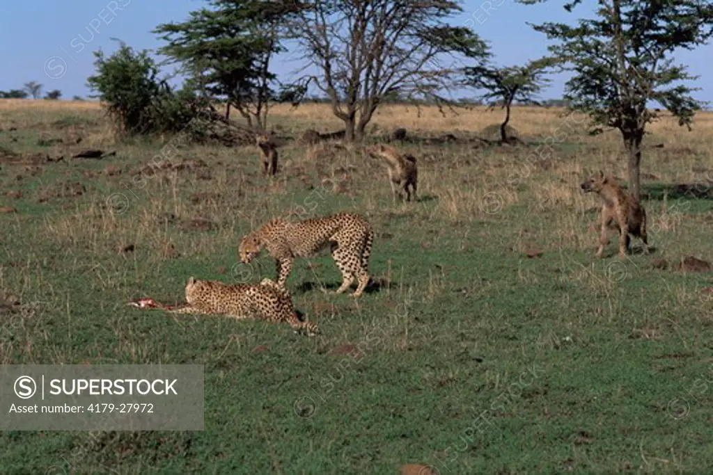 Two Cheetah feed on kill (Acinonyx jubatus) whilst two scavenger Spotted hyaenas look on (Crocuta crocuta), Maasai Mara National Reserve, Kenya