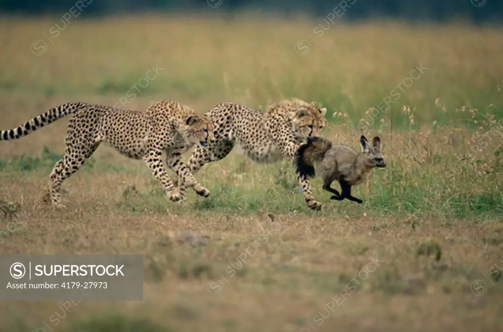 Two Cheetahs (Acinonyx jubatus) chasing Bat-eared Fox (Otocyon megalotis), Maasai Mara National Reserve, Kenya