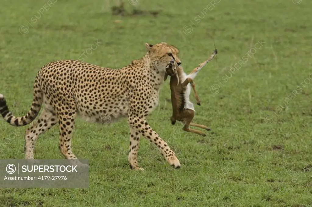 Cheetah ('Princess') carrying baby Thomson's gazelle, Masai Mara Natl Reserve, Kenya