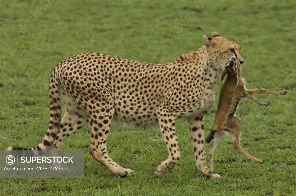 Cheetah ('Princess') carrying baby Thomson's gazelle, Masai Mara Natl Reserve, Kenya