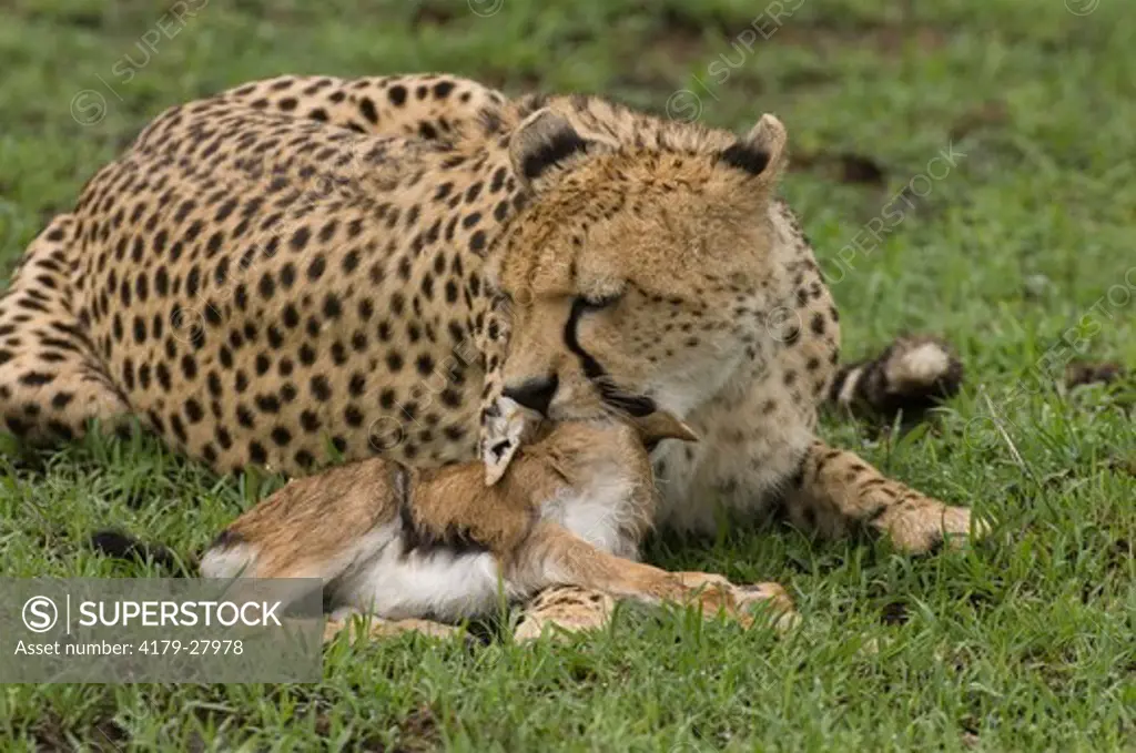 Cheetah ('Princess') lying down with dead baby Thomson's gazelle, Masai Mara Natl Reserve, Kenya