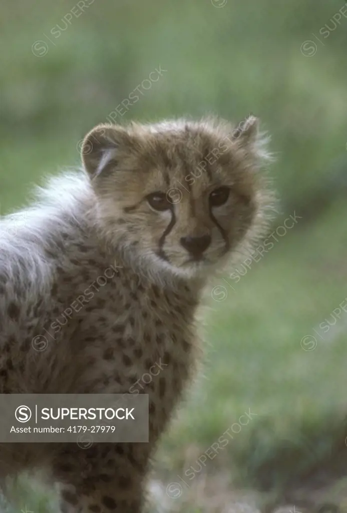 Cheetah Cub (Acinonyx jubatus) found in Africa