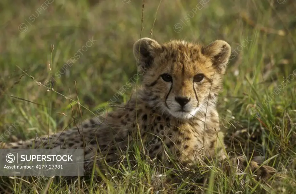 Cheetah Cub (Acinonyx jubatus), Mala Mala GR, Mpumalanga, S. Africa