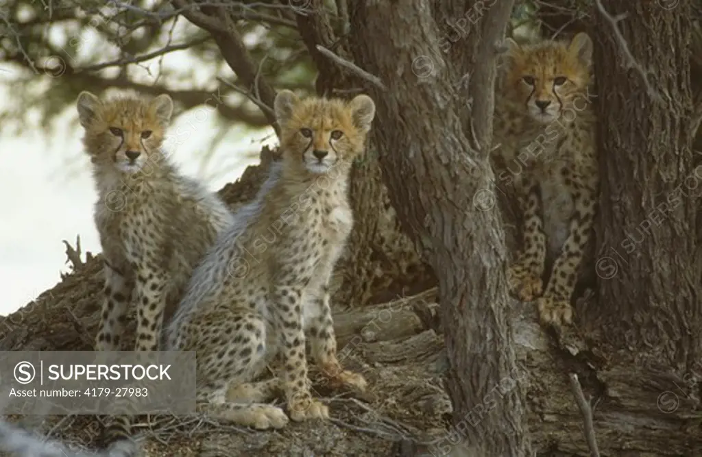 Cheetah Cubs (Acinonyx jubatus), Kalahari Gemsbok NP, Cape, RSA