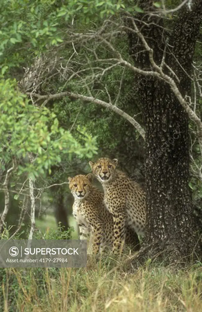 Cheetah Cubs in Veld, Phinda Resource Reserve, KwaZulu-Natal, RSA
