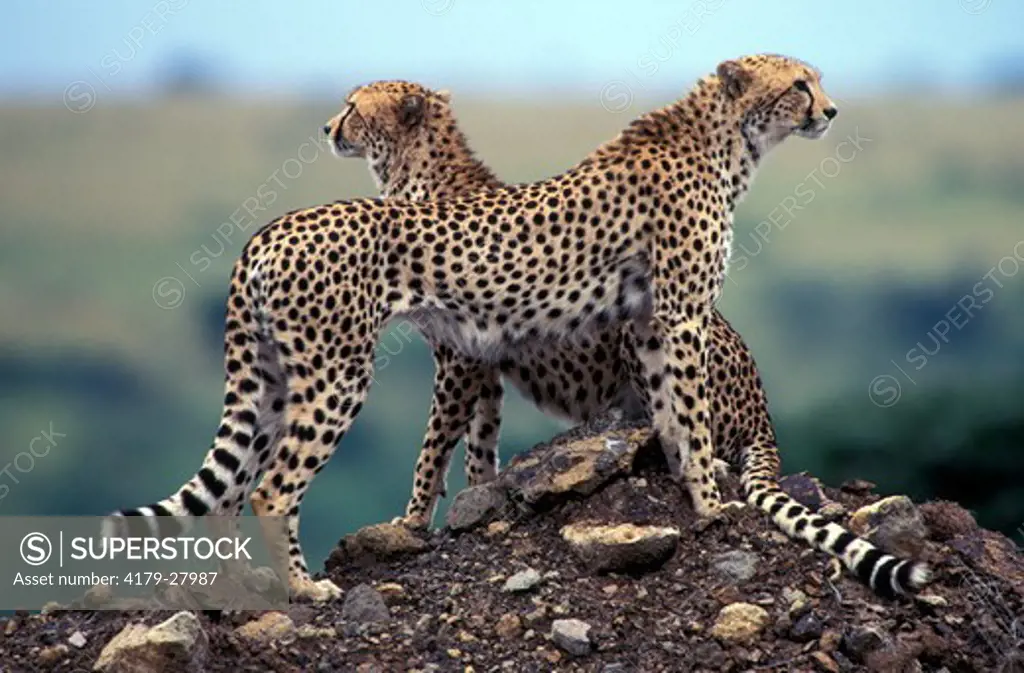 Two subadult Cheetahs standing on the top of a mound that they are using as a lookout point to search for prey and also danger in Nairobi National Park, Kenya Africa.