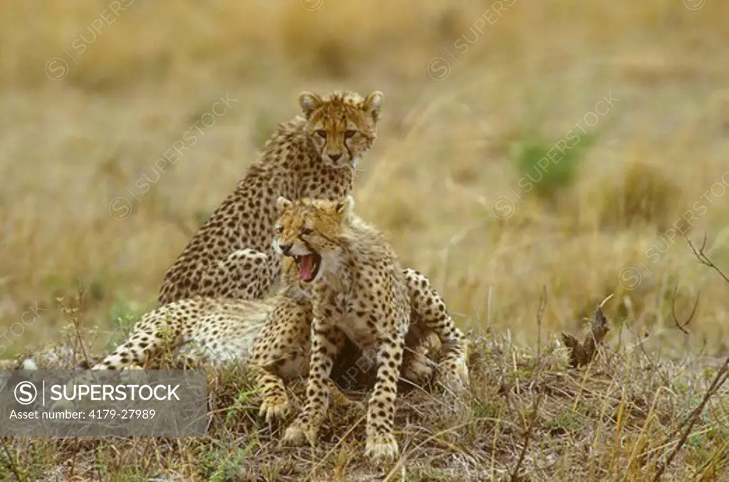 Cheetah Cubs - one yawning (Acinonyx jubatus) Masai Mara, Kenya