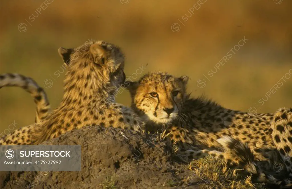 Young Cheetahs, mutual Grooming (Acinonyx jubatus) Okavango Delta, Botswana