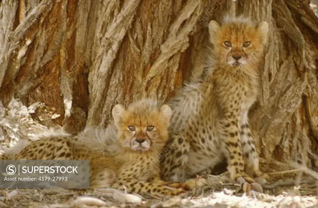 Two Cheetah Cubs (Acinonyx jubatus) Kalahari Gemsbok Park