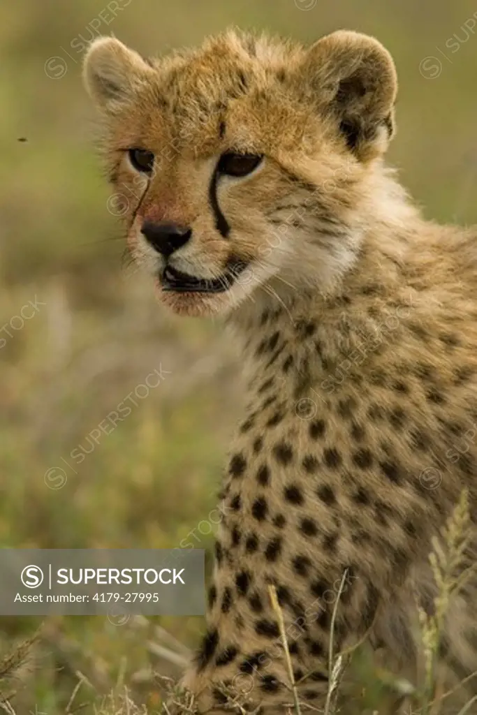 Cheetah (Acinonyx jubatus) cub at kill, 1/30/2005, in the Serengeti National Park, Tanzania