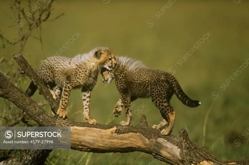 Two Cheetah Cubs nuzzling (Acinonyx jubatus), Maasai Mara, Kenya