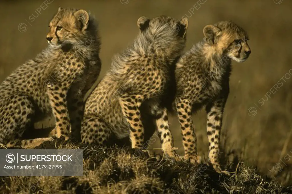 Three Cheetah Cubs (Acinonyx jubatus), Maasai Mara, Kenya