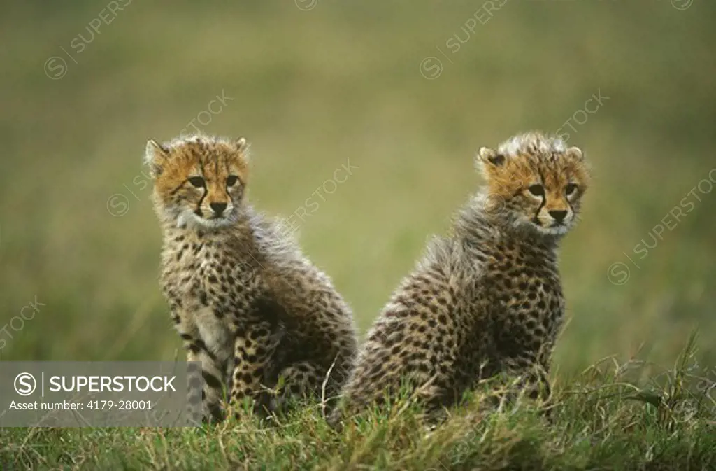 Two Cheetah Cubs (Acinonyx jubatus), Maasai Mara, Kenya