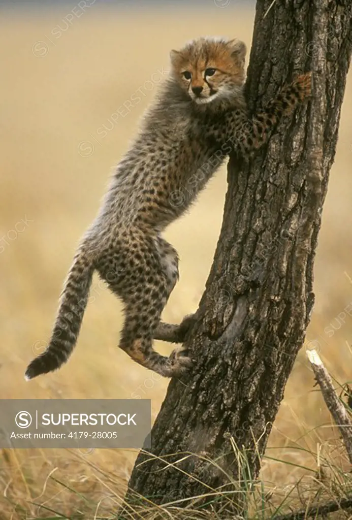 Cheetah Cub climbing Tree (Acinonyx jubatus), Maasai Mara, Kenya