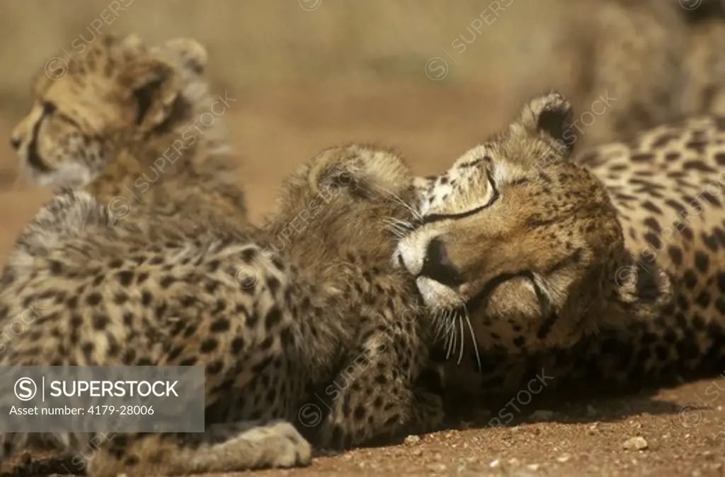 Cheetah with Cubs (Acinonyx jubatus), Mala Mala GR, Mpumalanga, RSA