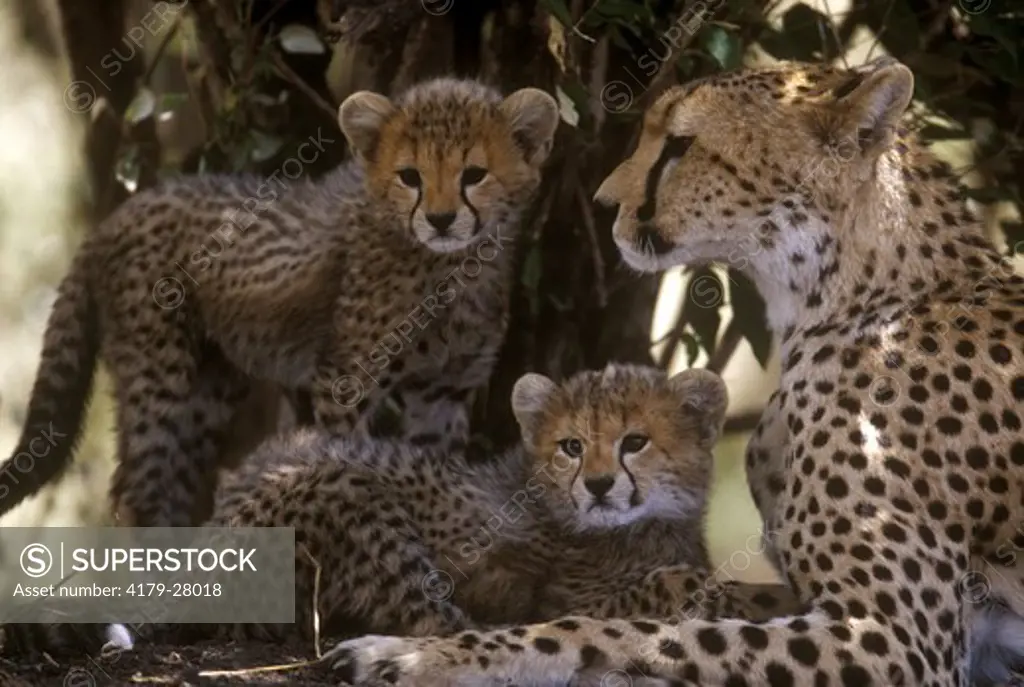 Cheetah with Cubs (Acinonyx jubatus),  Masai Mara, Kenya