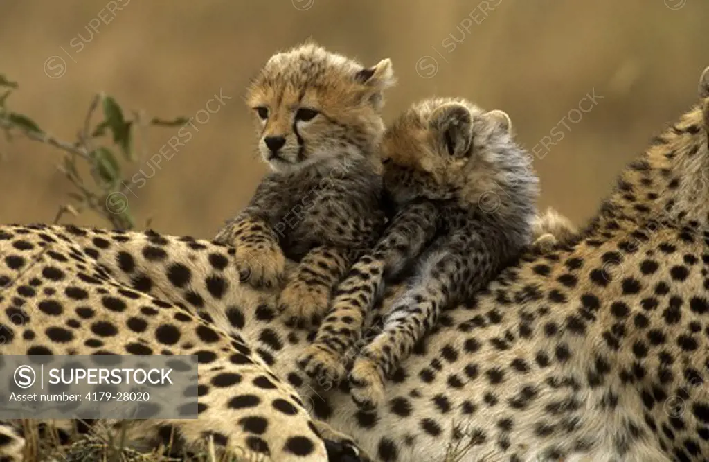 Cheetah (Acinonyx jubatus) Mara, Kenya