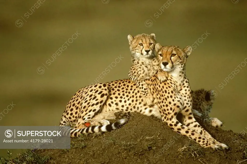Cheetah (Acinonyx jubatus) Mara, Kenya