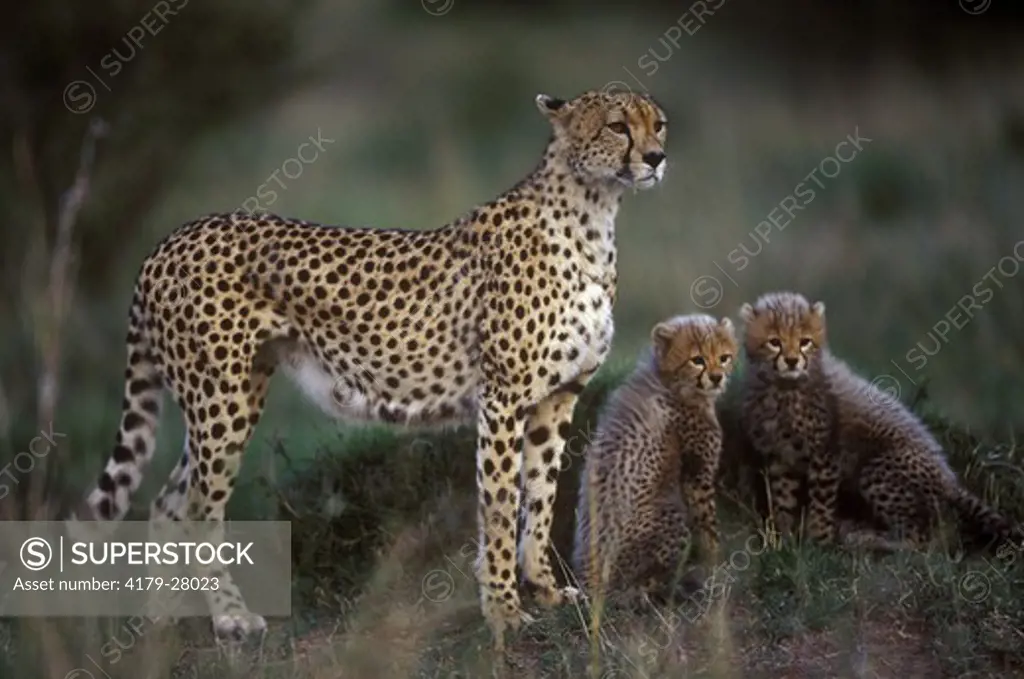 Cheetah with Young (Acinonyx jubatus), Maasai Mara, Kenya