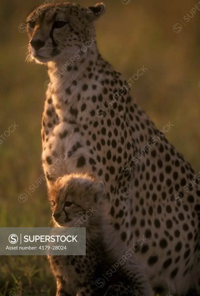 Cheetah with Young (Acinonyx jubatus), Maasai Mara, Kenya