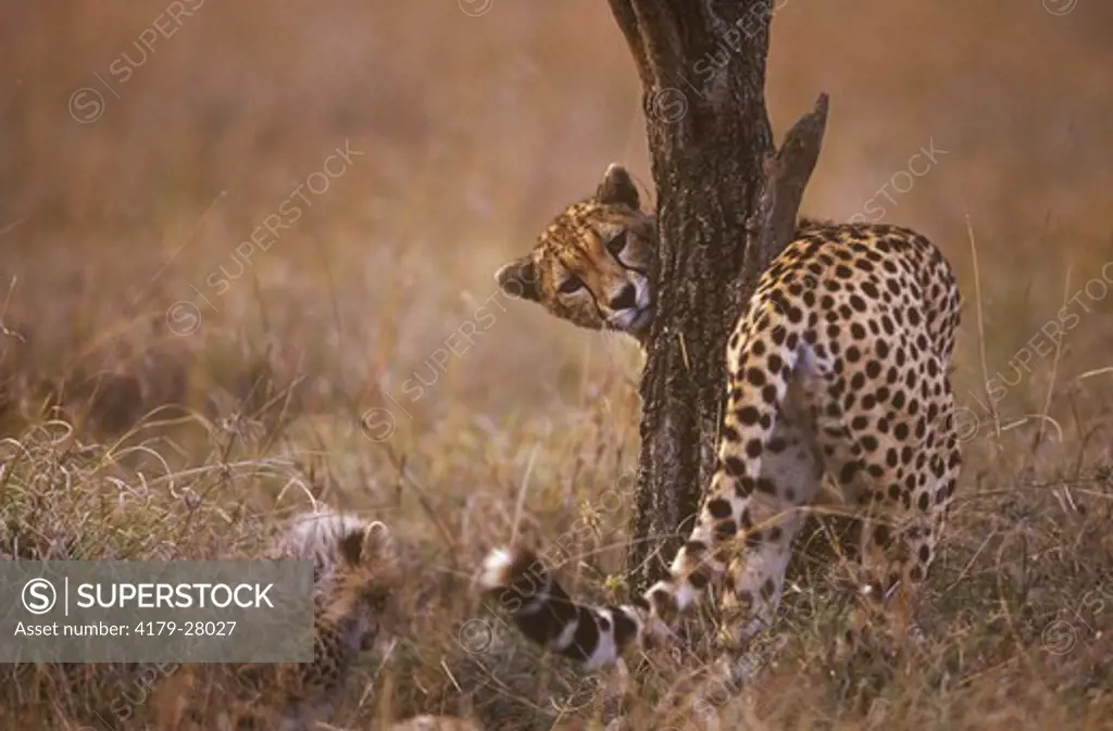 Cheetah with Cub (Acinonyx jubatus), Maasai Mara, Kenya