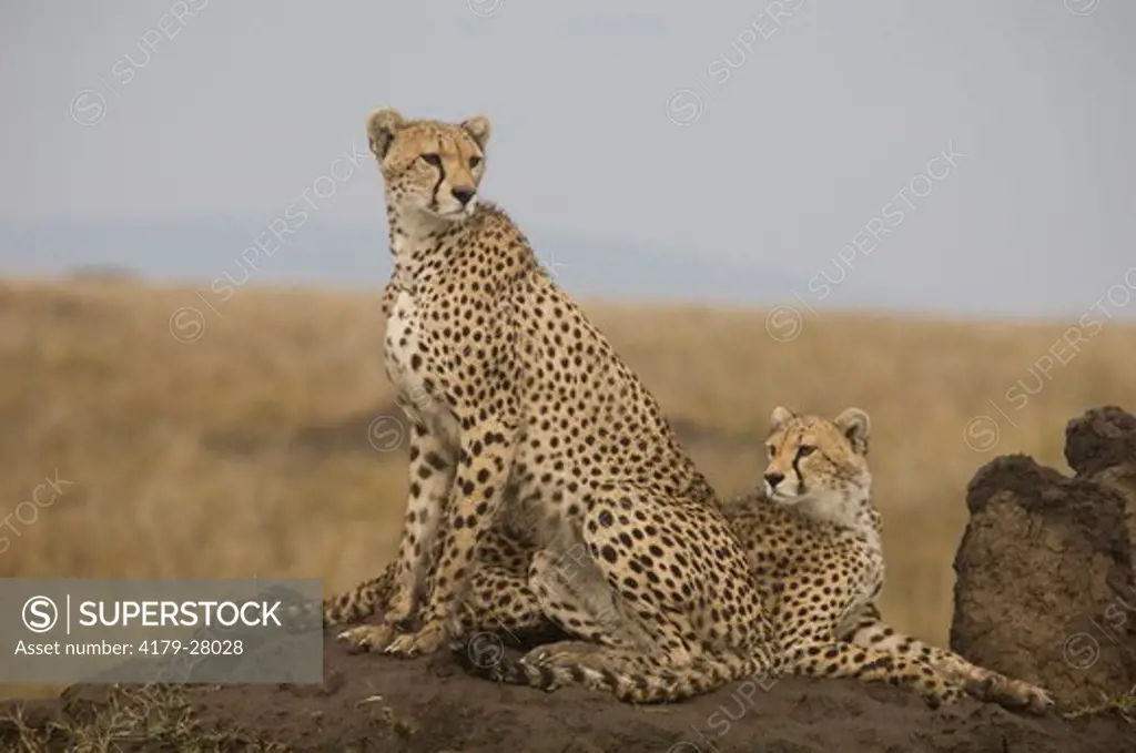 Cheetah and young one on termite mound, Serengeti National Park, Tanzania