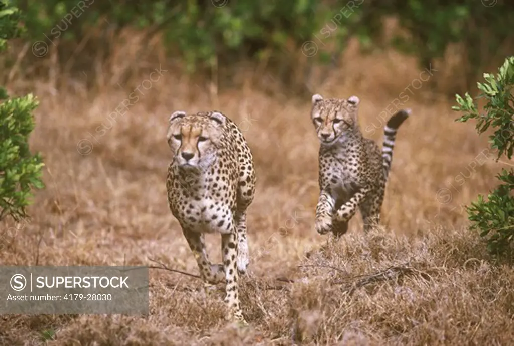 Cheetahs Running (Acinonyx jubatus) Masai Mara GR, Kenya