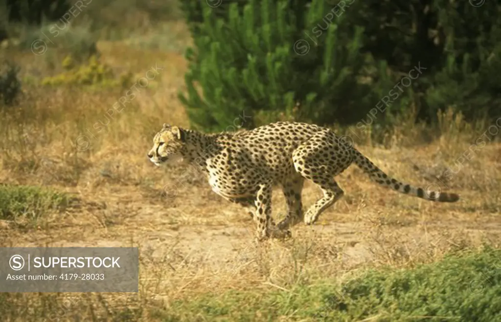 Cheetah running (Acinonyx jubatus), South Africa