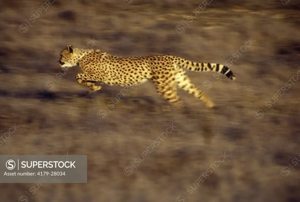 Cheetah running (IC) (Acinonyx jubatus) ranch near Salinas California