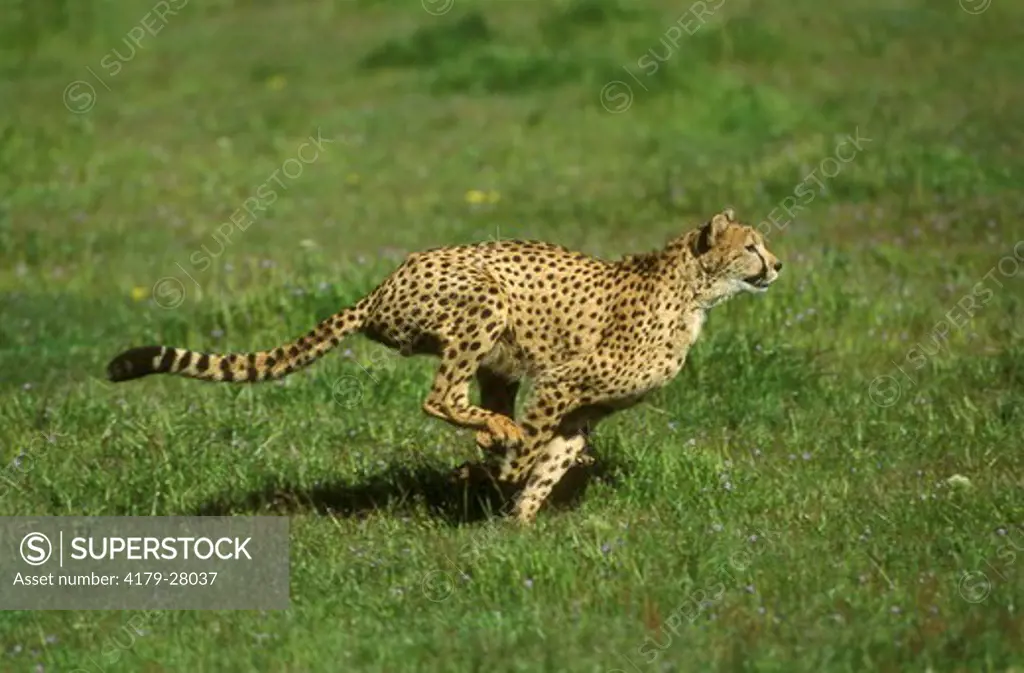 Cheetah running (Acinonyx jubatus), S. & W. Africa
