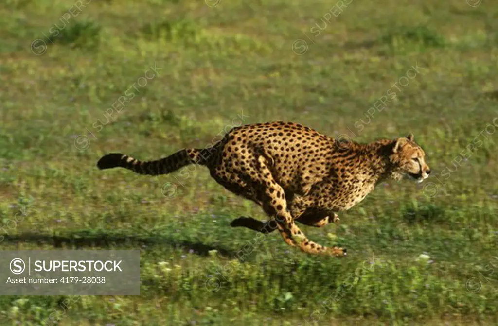 Cheetah running (Acinonyx jubatus), S. & W. Africa