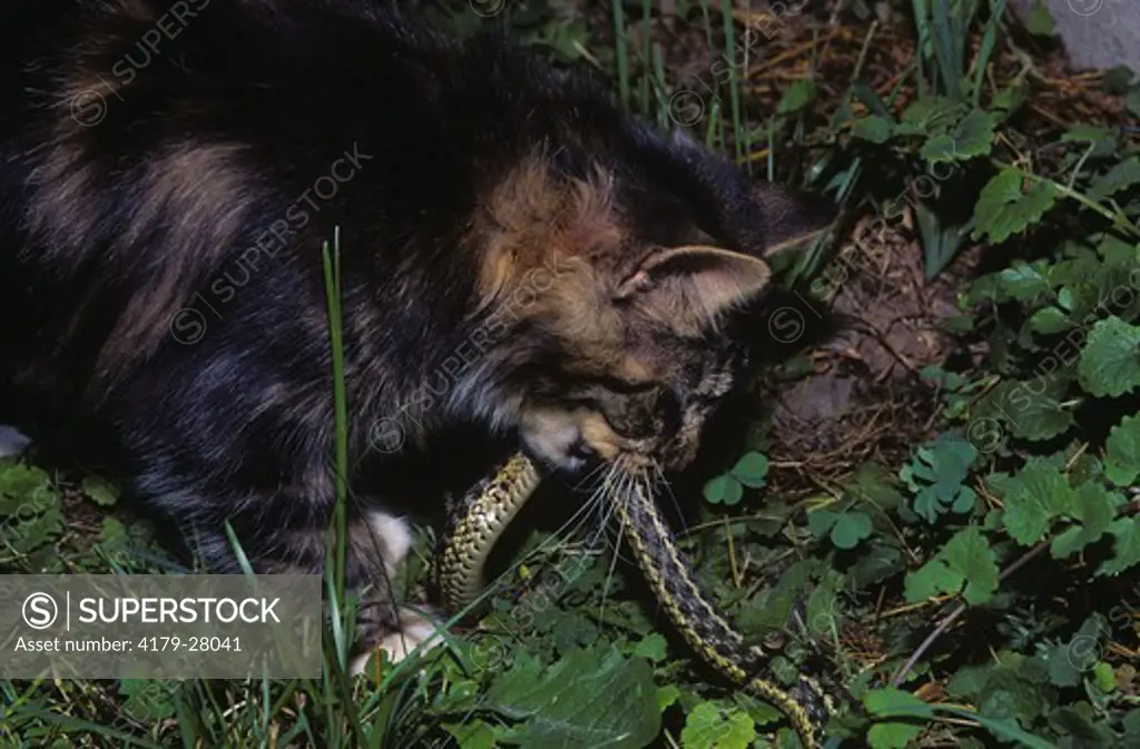 Maine Coon Cat with captured Garter Snake, PR