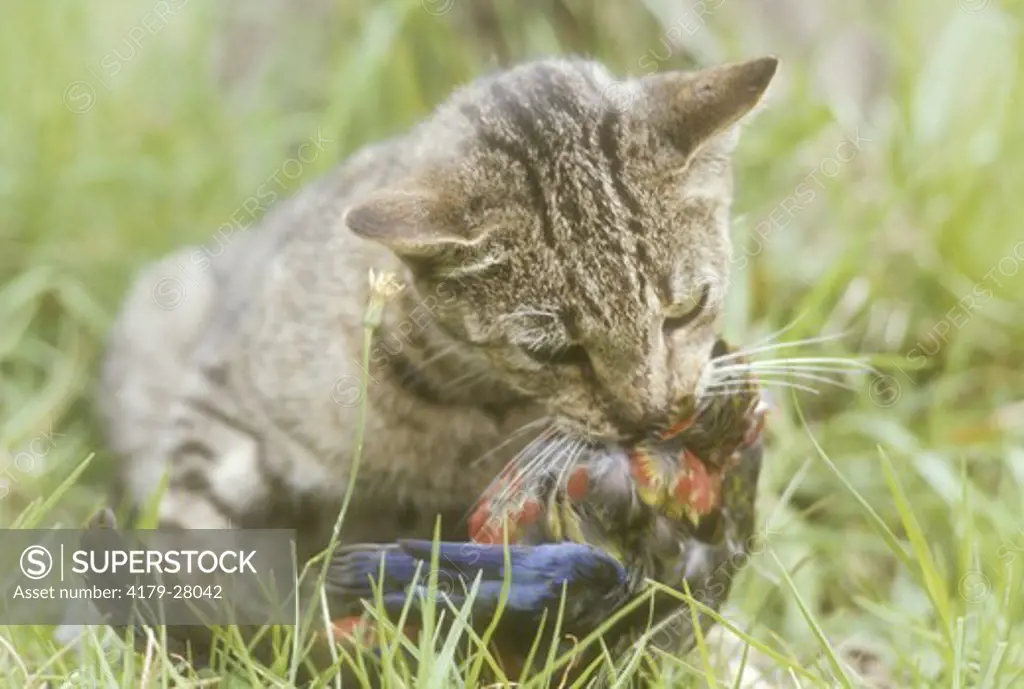Feral Cat attacking Protected Species Bird Australia