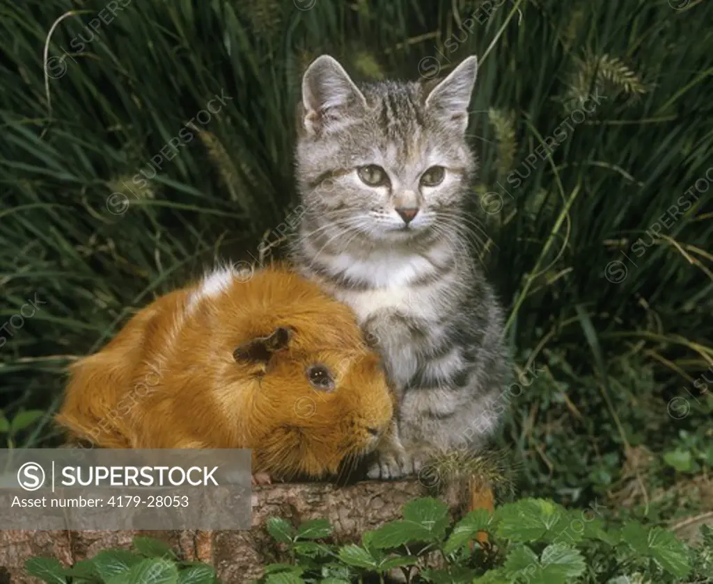 Friends: Kitten & Guinea pig