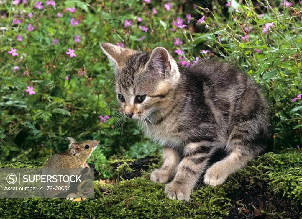 Young kitten (3 months) meeting woodmouse (Apodemus sylvaticus) Mouse adopts defensive attitude