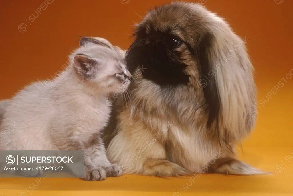 Kitten & Pekingese Puppy Polar & Typhoon