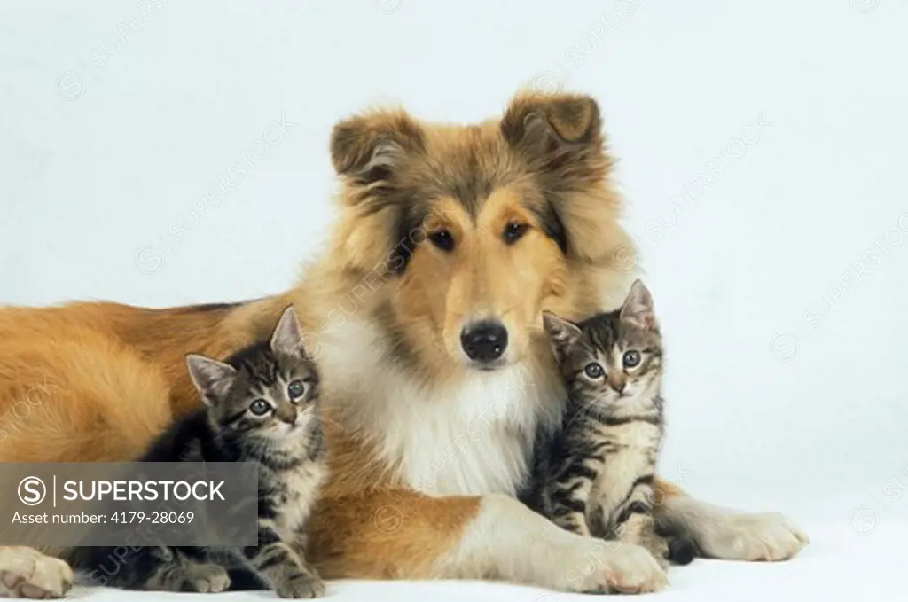 Collie & Domestic Cat